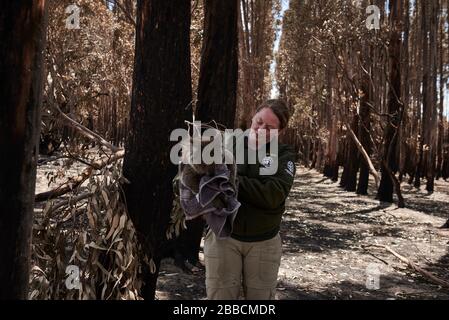 Ein verletzter Koala, der von der humane Society gerettet wurde, wurde wegen dreier Verletzungen in das Triage-Zelt im Kangaroo Island Wildlife Center gebracht. Stockfoto