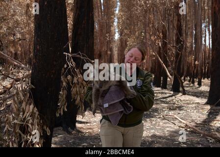 Ein verletzter Koala, der von der humane Society gerettet wurde, wurde wegen dreier Verletzungen in das Triage-Zelt im Kangaroo Island Wildlife Center gebracht. Stockfoto