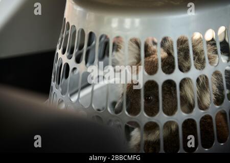 Ein verletzter Koala, der von der humane Society gerettet wurde, wurde wegen dreier Verletzungen in das Triage-Zelt im Kangaroo Island Wildlife Center gebracht. Stockfoto