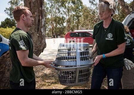 Ein verletzter Koala, der von der humane Society gerettet wurde, wurde wegen dreier Verletzungen in das Triage-Zelt im Kangaroo Island Wildlife Center gebracht. Stockfoto