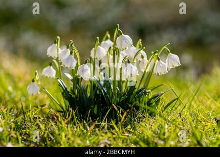 Im Tal Polenztal blühen weiße Quellschneeflocken (Leucojum vernum) Stockfoto