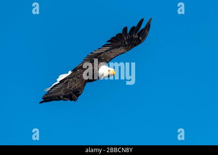 Kahladler (Haliaetus leucocephalus), Quatsino Sound, Port Alice, Vancouver Island, BC, Kanada Stockfoto