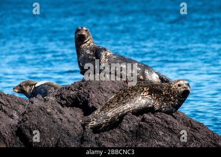 Harbour Seals (Phoca vitulina), Quatsino Sound, Port Alice, Vancouver Island, BC, Kanada Stockfoto
