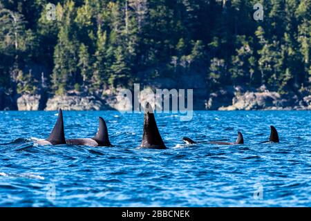 Orca-Wale (ORCINUS Orca) im Norden (EINE Pod), Johnstone Straight, Vancouver Island, BC, Kanada Stockfoto