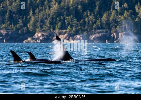 Orca-Wale (ORCINUS Orca) im Norden (EINE Pod), Johnstone Straight, Vancouver Island, BC Canada Stockfoto