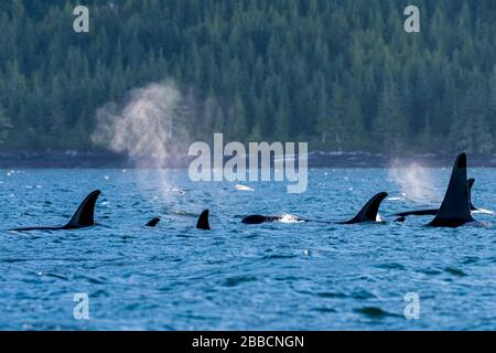 Orca-Wale (ORCINUS Orca) im Norden (EINE Pod), Johnstone Straight, Vancouver Island, BC Canada Stockfoto