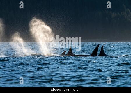 Orca-Wale (ORCINUS Orca) im Norden (EINE Pod), Johnstone Straight, Vancouver Island, BC Canada Stockfoto