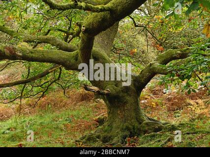 Oak Tree at Tarn Hows im Lake District National Park zu Beginn der Herbstsaison im Oktober Stockfoto