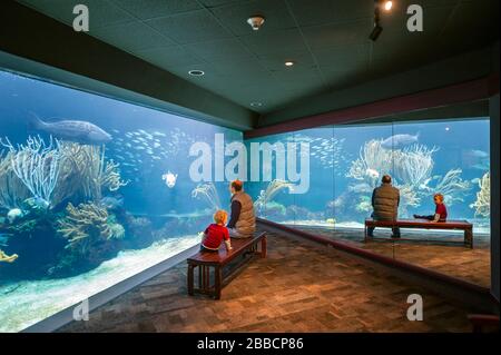 Vater und Sohn besucht Aquarium in Hamilton, Bermuda Stockfoto