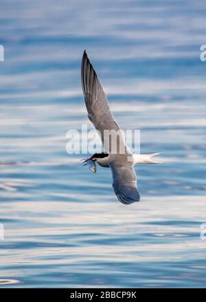 Flussseeschwalbe (Sterna hirundo), Fische zu fangen, Lake Ontario Stockfoto