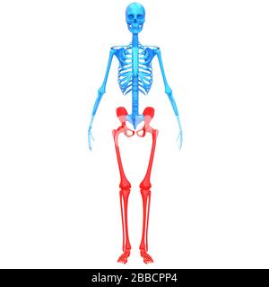 Anatomie Des Menschlichen Skelettsystems Untere Gliedmaßen Knochengelenkschmerzen. 3D Stockfoto