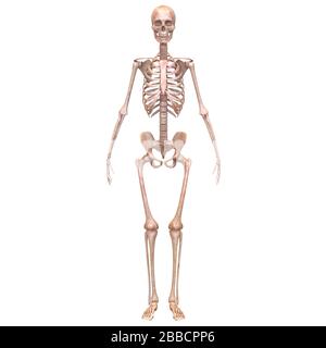 Anatomie Des Menschlichen Skelettsystems Knochengelenkschmerzen. 3D Stockfoto