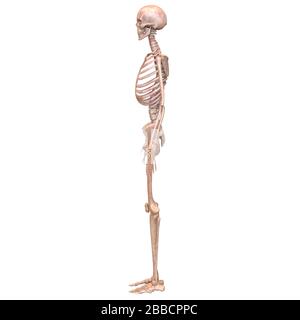 Anatomie Des Menschlichen Skelettsystems Knochengelenkschmerzen. 3D Stockfoto