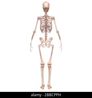 Anatomie Des Menschlichen Skelettsystems Knochengelenkschmerzen. 3D Stockfoto