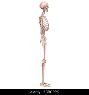 Anatomie Des Menschlichen Skelettsystems Knochengelenkschmerzen. 3D Stockfoto