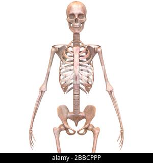 Anatomie Des Menschlichen Skelettsystems Knochengelenkschmerzen. 3D Stockfoto