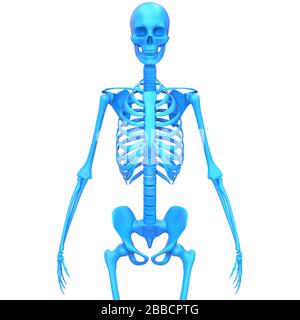 Anatomie Des Menschlichen Skelettsystems Knochengelenkschmerzen. 3D Stockfoto