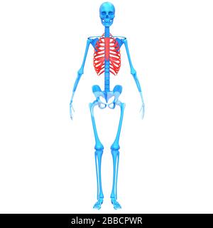 Menschliches Skelett-System Rippenkäfig Knochengelenke Anatomie 3D-Rendering Stockfoto