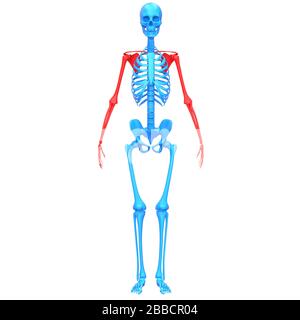 Anatomie Des Menschlichen Skelettsystems Obere Gliedmaßen Knochengelenkschmerzen. 3D Stockfoto