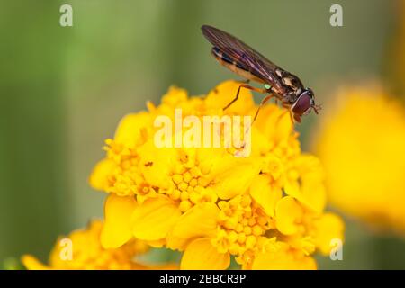 Nahaufnahme bei einer Schwebfliege, Familie Syrphidae, auf Gruppe von Meereswollblumen Sonnenblumen, Eriophyllum staechadifolium, Kalifornien, USA. Stockfoto