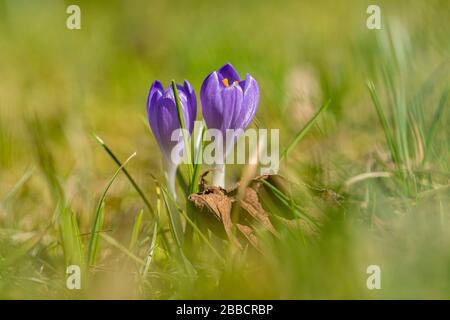Purple crocuses (Crocoideae) are blooming on a meadow Stockfoto