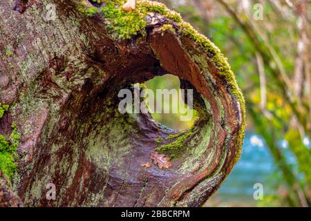 Horizontale Verwacklung eines in der Vergangenheit beschädigten Baumes, bei dem Moos auf der Textur seines Holzes wächst Stockfoto