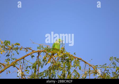 Ein Papagei, der auf einem Baumzweig gegen den blauen Himmel sitzt Stockfoto