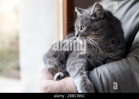 Mann zu Hause seine schöne Katze. Grau cute kitten mit grünen Augen. Haustiere und Lifestyle Konzept. Stockfoto