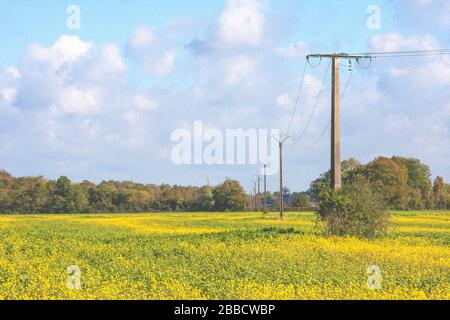 Ölfarbe der gelben Wildblumenfarm in Frankreich Stockfoto