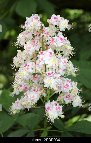 Baumblume der Pferdenuss (Aesculus hippocastanum) Stockfoto