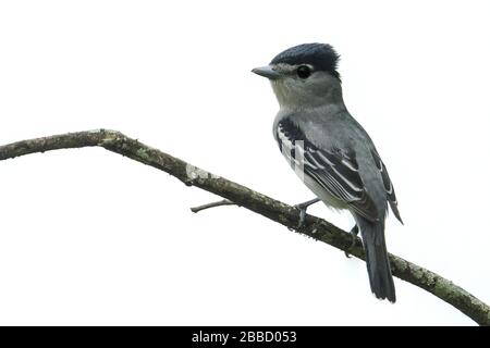 Schwarz-Weiß-Karte (Pachyramphus albogriseus) thront auf einem Ast im Süden Ecuadors. Stockfoto