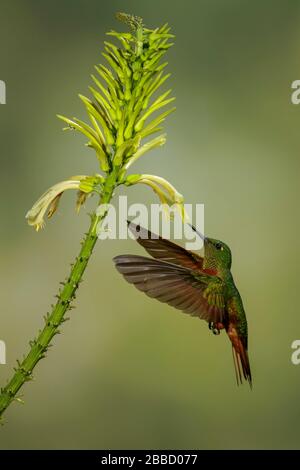 Kastanienbrauntes Coronet (Boissonneaua matthewsii), das während der Fütterung an einer Blume im Süden Ecuadors fliegt. Stockfoto