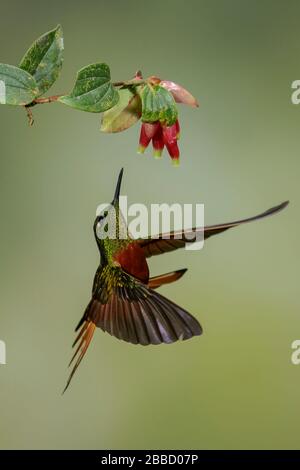 Kastanienbrauntes Coronet (Boissonneaua matthewsii), das während der Fütterung an einer Blume im Süden Ecuadors fliegt. Stockfoto