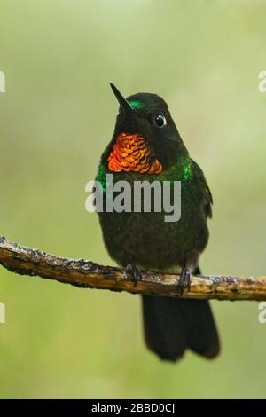 Tanager (Tangara gyrola), der in der Bucht liegt, thront auf einer Filiale im Süden Ecuadors. Stockfoto