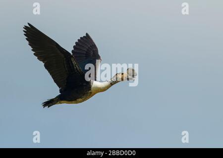 Kamm Duck (Sarkidiornis melanotos), der über ein Feuchtgebiet im Süden Ecuadors fliegt. Stockfoto