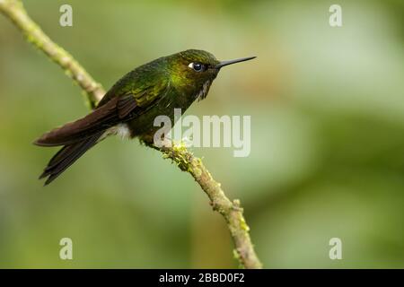 Tanager (Tangara gyrola), der in der Bucht liegt, thront auf einer Filiale im Süden Ecuadors. Stockfoto