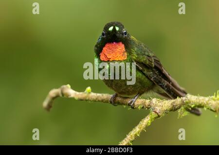 Tanager (Tangara gyrola), der in der Bucht liegt, thront auf einer Filiale im Süden Ecuadors. Stockfoto