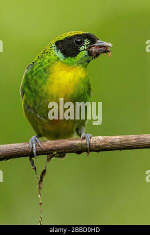 Grün-goldener Tanager (Tangara schrankii) thront auf einer Filiale im Süden Ecuadors. Stockfoto