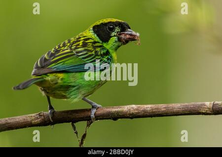 Grün-goldener Tanager (Tangara schrankii) thront auf einer Filiale im Süden Ecuadors. Stockfoto