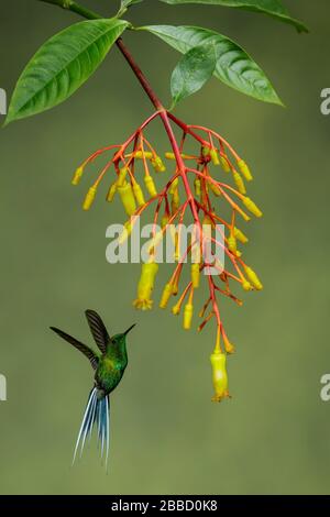 Grün-goldener Tanager (Tangara schrankii), der während der Fütterung an einer Blume im Süden Ecuadors fliegt. Stockfoto