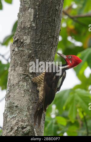 Guayaquil Woodpecker (Campephilus gayaquilensis) thront auf einem Ast im Süden Ecuadors. Stockfoto