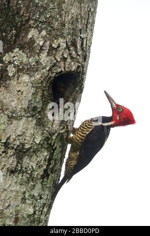 Guayaquil Woodpecker (Campephilus gayaquilensis) thront auf einem Ast im Süden Ecuadors. Stockfoto