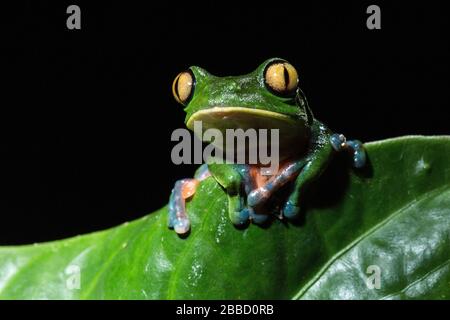 Gelb-Blattfrosch (Agalychnis annae) Costa Rica Stockfoto