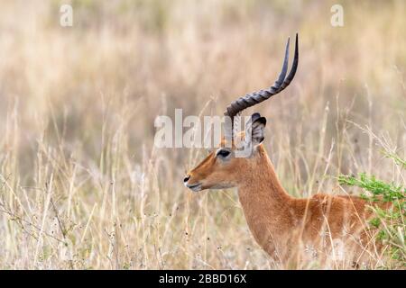 Männliche Impala, Aepyceros melampus, im langen Gras des Nairobi National Park, Kenia. Horizontales Format. Seitenprofil. Stockfoto