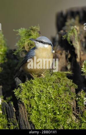 Common Nuthatch - Wood Nuthatch - European Nuthatch (Sitta europaea) auf einem Mossy-Log im Winter Belgien Stockfoto