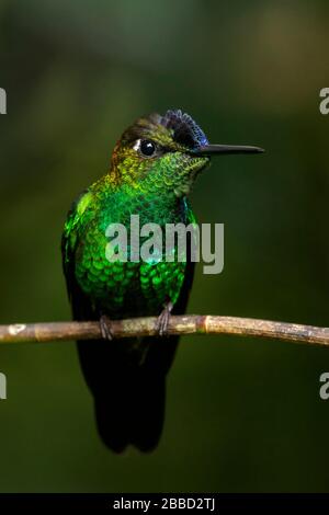 Violett-fronted Brilliant (Helidoxa leadbeateri) thront auf einem Ast im Süden Ecuadors. Stockfoto