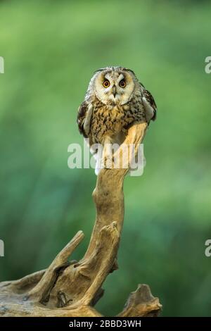 Lange Eule (ASIO otus) (C) in einem Baum Großbritannien Stockfoto