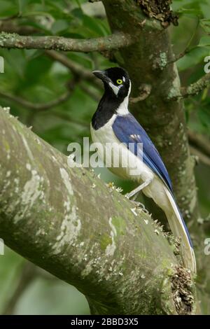 Der weiße Jay (Cyanocorax mystacalis) thront auf einem Ast im Süden Ecuadors. Stockfoto