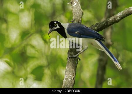 Der weiße Jay (Cyanocorax mystacalis) thront auf einem Ast im Süden Ecuadors. Stockfoto