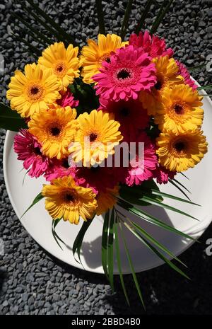 Blumenstrauß aus buntem Rosa und gelbem Gerbera auf einem weißen Tablett in der Sonne Stockfoto